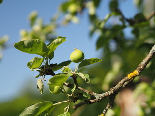 green apples on a tree