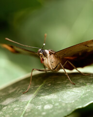 Edible Butterfly in its own environment. High quality photo