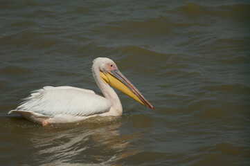 Great white pelican Pelecanus onocrotalus. Oiseaux du Djoudj National Park. Saint-Louis. Senegal.