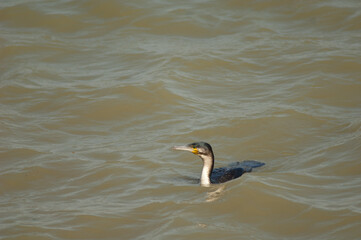 Great cormorant Phalacrocorax carbo in a lagoon. Oiseaux du Djoudj National Park. Saint-Louis. Senegal.