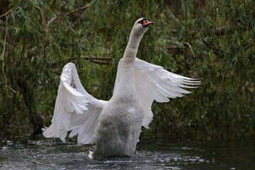 łabędż niemy © Micha