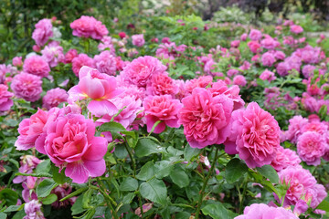 Fototapeta premium Pink Rosa 'Princess Anne' in flower