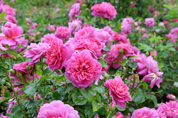 Pink Rosa 'Princess Anne' in flower