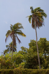 Obraz premium PALMERAS GIGANTES EN PLAYA MEXICANA CON CIELO AZUL