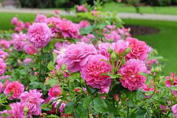 Pink Rosa 'Princess Anne' in flower