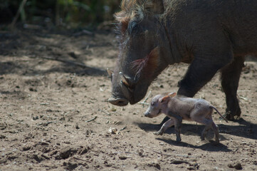 Nolan warthogs Phacochoerus africanus africanus. Female with a young. Oiseaux du Djoudj National Park. Saint-Louis. Senegal.