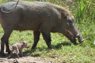 Nolan warthogs Phacochoerus africanus africanus. Female with a young. Oiseaux du Djoudj National Park. Saint-Louis. Senegal.