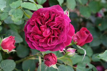 Red Rosa 'Munstead Wood'  in flower