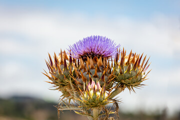 wild Cardoon flower and bees