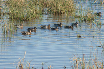 Garganey Spatula querquedula in a lagoon. Oiseaux du Djoudj National Park. Saint-Louis. Senegal.