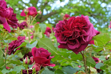 Red Rosa 'Munstead Wood'  in flower