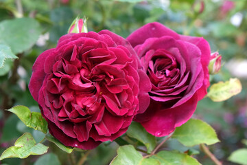 Red Rosa 'Munstead Wood'  in flower