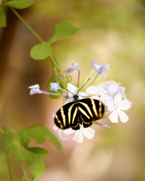 Zebra Butterfly on a Plumbago. High quality photo