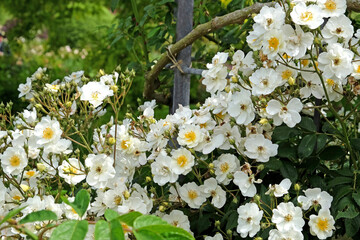 White Rosa 'Rambling Rector'  in flower
