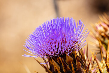 wild Cardoon flower and bees