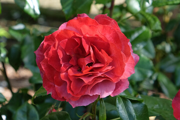Rosa 'Hot Chocolate' in flower