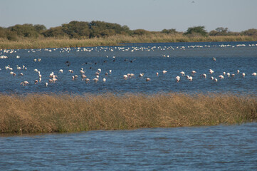 Greater flamingos Phoenicopterus roseus in a lagoon. Oiseaux du Djoudj National Park. Saint-Louis. Senegal.