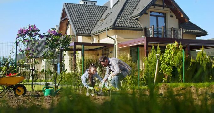Happy family, father and daughter planting trees, flowers or vegetables in orchard at village house. Dad and teen girl working together in garden and digging in ground. Outside. Summer or spring day.