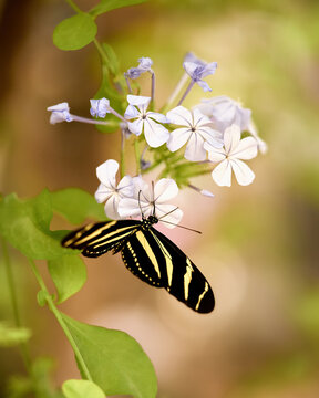 Zebra Butterfly on a Plumbago. High quality photo