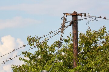 Swallows on the wires