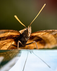 Edible Butterfly in its own environment. High quality photo