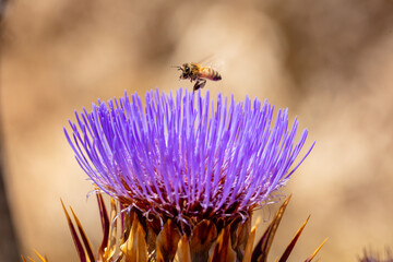Wild cardoon flower and bees