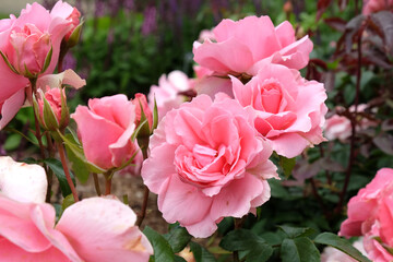 Pink Rosa 'You're Beautiful' in flower.