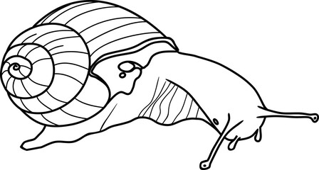 Coloring page with Roman snail (Helix pomatia)