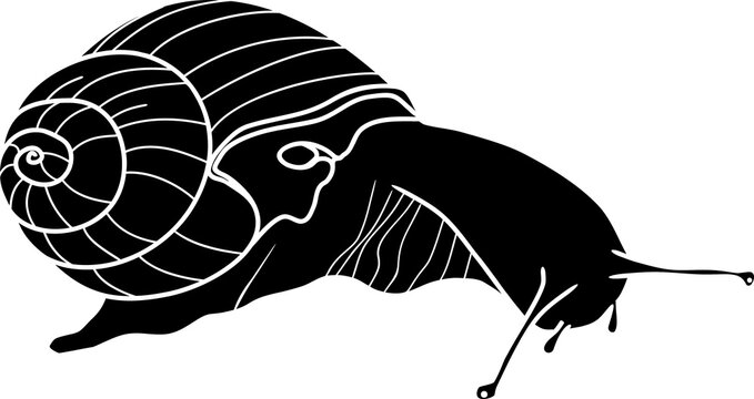recommend clip art: Black silhouette of Roman snail (Helix pomatia)