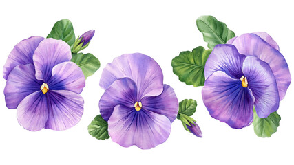 Set violet pansies flowers, watercolor flower on a white isolated background - obrazy, fototapety, plakaty