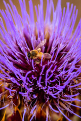 Wild cardoon flower and bees