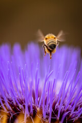 Wild cardoon flower and bees