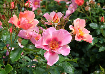 Pink single rosa For Your Eyes Only  in flower