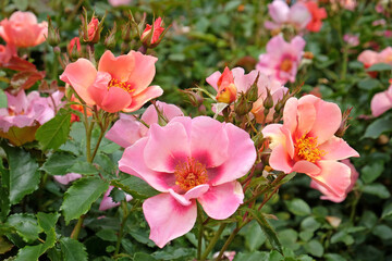 Fototapeta na wymiar Pink single rosa For Your Eyes Only in flower