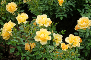 Yellow rosa 'Gold Spice' in flower