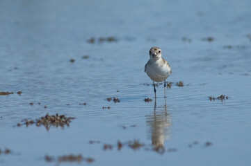 Immature Kittlitz's plover Charadrius pecuarius. Oiseaux du Djoudj National Park. Saint-Louis. Senegal.