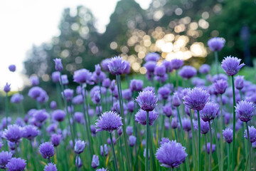 Purple chives flowers in the summer garden. Wild Chives flower or Flowering Onion, Allium Schoenoprasum , Chinese Chives, Schnittlauch, Garlic Chives.