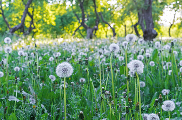 Glade with white and fluffy dandelions. Dandelion field.