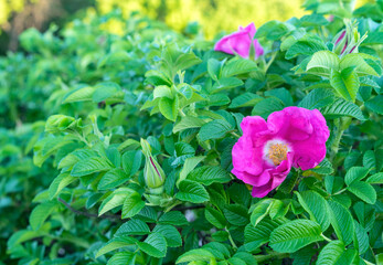 Purple rosehip flower or dog rose against green foliage.