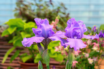 Two lilac iris flowers bloom in the summer garden.