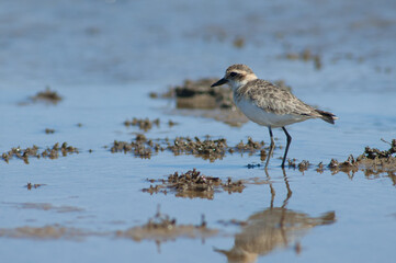 Immature Kittlitz's plover Charadrius pecuarius. Oiseaux du Djoudj National Park. Saint-Louis. Senegal.