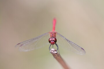 dragonfly on a twig