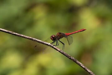dragonfly on a twig