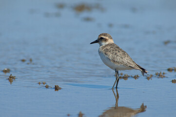 Immature Kittlitz's plover Charadrius pecuarius. Oiseaux du Djoudj National Park. Saint-Louis. Senegal.