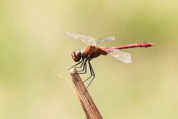 dragonfly on a twig