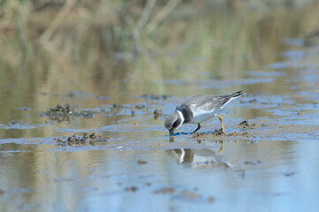 Common ringed plover Charadrius hiaticula feeding. Oiseaux du Djoudj National Park. Saint-Louis. Senegal.