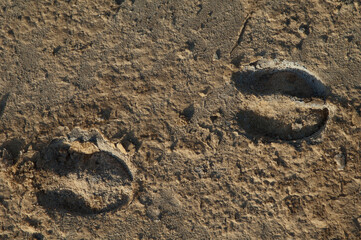 Fototapeta na wymiar Tracks of Nolan warthog Phacochoerus africanus africanus. Oiseaux du Djoudj National Park. Saint-Louis. Senegal.