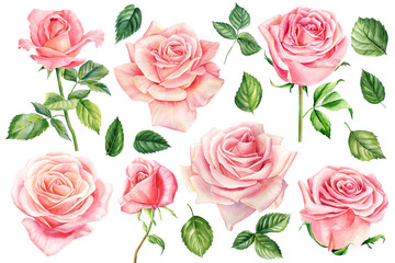 Set pink roses flowers, bud and leaves on a white background, floral design. Hand drawn botanical watercolor painting 