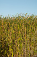 Broadleaf cattails Typha latifolia moved by the wind. Oiseaux du Djoudj National Park. Saint-Louis. Senegal.
