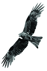 The black kite soars, spreading its wings wide. Flying bird isolated on white background. Vector monochrome illustration.